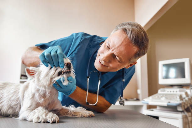 Best Broken or Cracked Tooth Emergency Dentist in Euharlee, GA